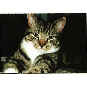 Cat Postcard Featuring Boots From North Shore Animal League